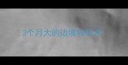 3个月大的边境牧羊犬
