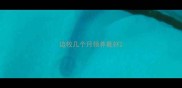 边牧几个月领养最好