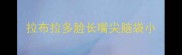 拉布拉多脸长嘴尖脑袋小