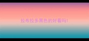 拉布拉多黑色的好看吗
