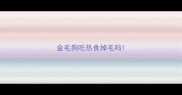 金毛狗吃热食掉毛吗