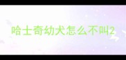 哈士奇幼犬怎么不叫