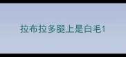 拉布拉多腿上是白毛