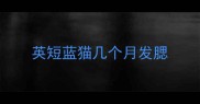 英短蓝猫几个月发腮
