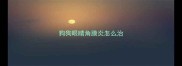 狗狗眼睛角膜炎怎么治