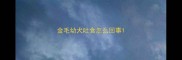 金毛幼犬吐食怎么回事