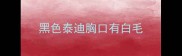 黑色泰迪胸口有白毛