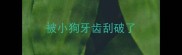 被小狗牙齿刮破了