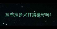 拉布拉多犬打猎骚好吗