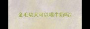 金毛幼犬可以喝牛奶吗