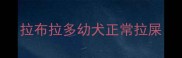 拉布拉多幼犬正常拉屎