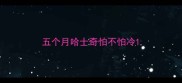 五个月哈士奇怕不怕冷