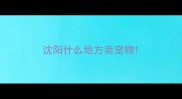沈阳什么地方卖宠物