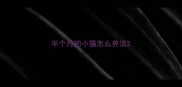半个月的小猫怎么养活