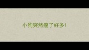 小狗突然瘦了好多