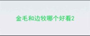 金毛和边牧哪个好看