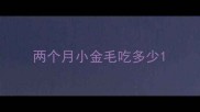 两个月小金毛吃多少