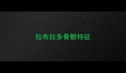 拉布拉多骨骼特征