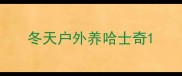 冬天户外养哈士奇