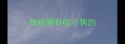 抚顺哪有收小狗的