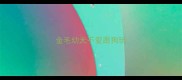 金毛幼犬不爱跟狗玩