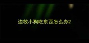 边牧小狗吃东西怎么办