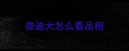 泰迪犬怎么看品相