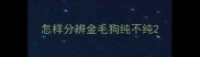 怎样分辨金毛狗纯不纯