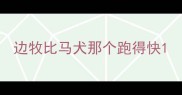 边牧比马犬那个跑得快