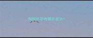 狗狗怀孕有哪些症状