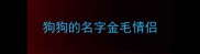 狗狗的名字金毛情侣