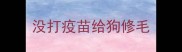 没打疫苗给狗修毛