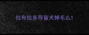 拉布拉多导盲犬掉毛么