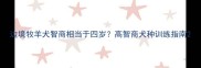 边境牧羊犬智商相当于四岁高智商犬种训练指南