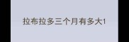 拉布拉多三个月有多大
