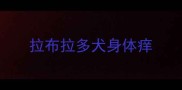 拉布拉多犬身体痒
