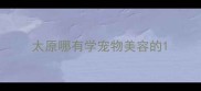 太原哪有学宠物美容的