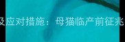 猫咪羊水破裂症状及应对措施母猫临产前征兆全附兽医建议