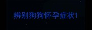 辨别狗狗怀孕症状