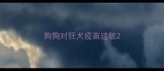 狗狗对狂犬疫苗过敏