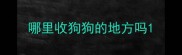 哪里收狗狗的地方吗