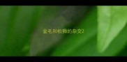 金毛和松狮的杂交