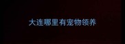 大连哪里有宠物领养