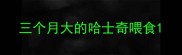 三个月大的哈士奇喂食