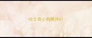 哈士奇小狗照片6