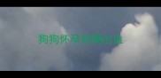 狗狗怀孕初期出血