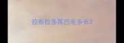 拉布拉多尾巴毛多长