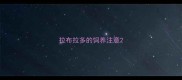 拉布拉多的饲养注意