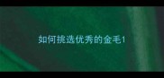 如何挑选优秀的金毛