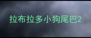 拉布拉多小狗尾巴